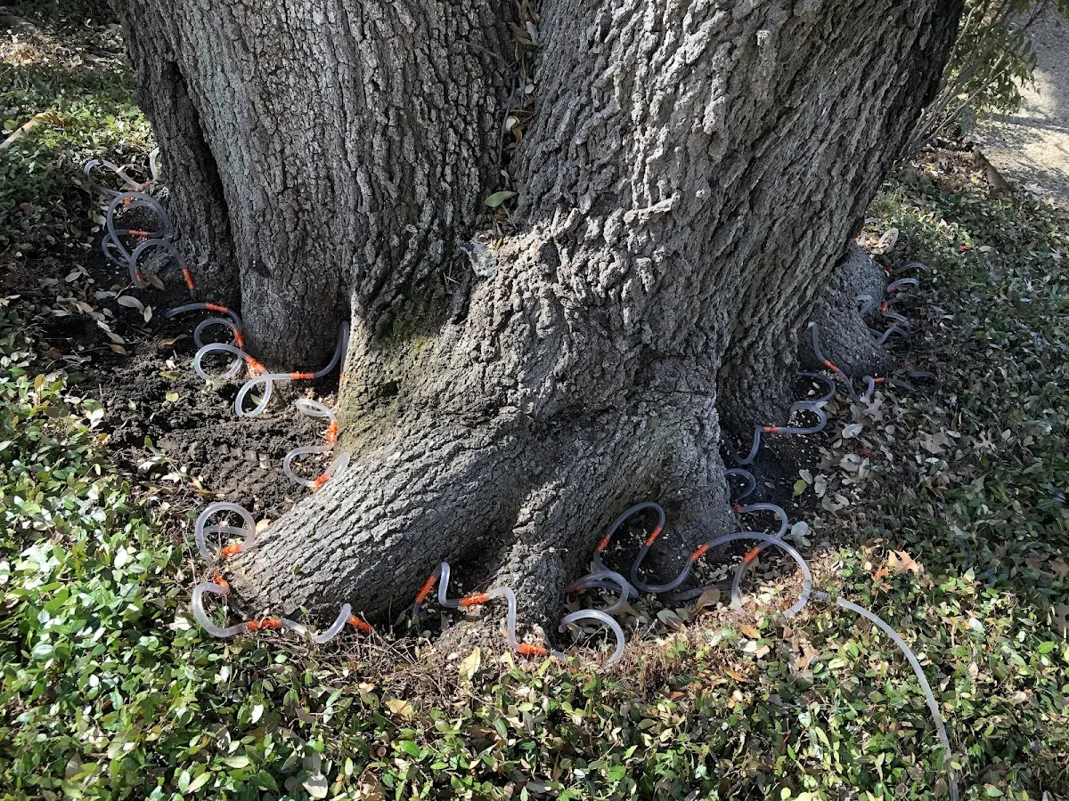 Detailed Tree Cabling and Bracing job site in Marmarth