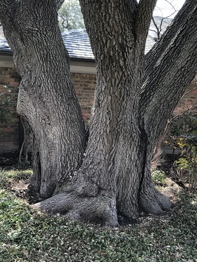 Mature heritage tree close to a Marmarth property cared for by certified arborists